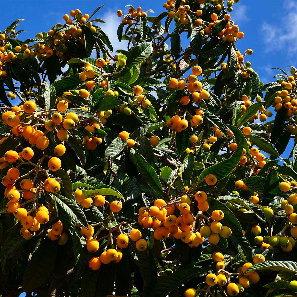 #3 - Loquat Tree