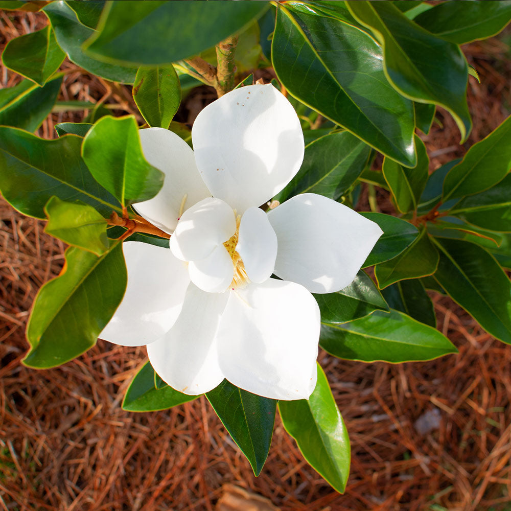 #2 - Little Gem Magnolia Tree