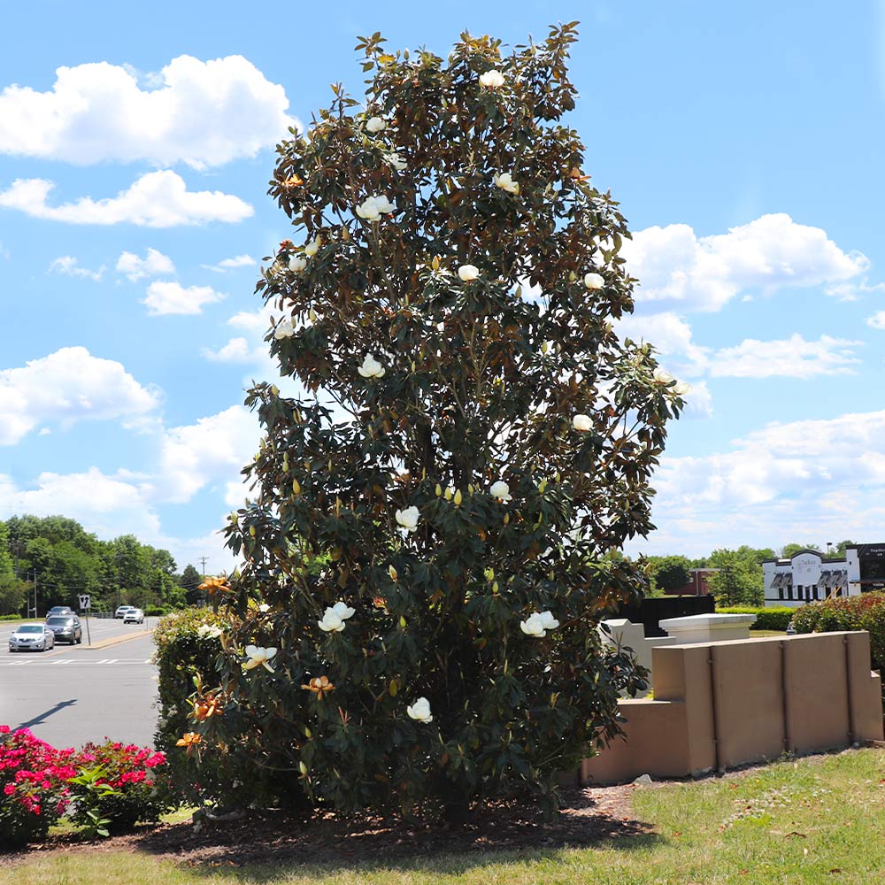 A photo of the Little Gem Magnolia Tree