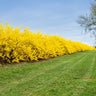 Lynwood Gold Forsythia Shrub
