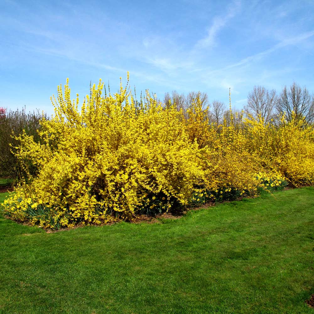 #4 - Lynwood Gold Forsythia Shrub