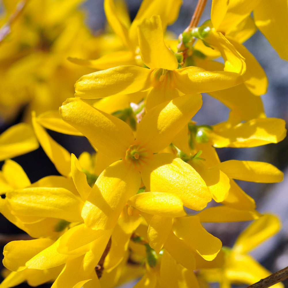 #3 - Lynwood Gold Forsythia Shrub