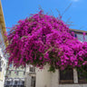 Majestic Purple Bougainvillea