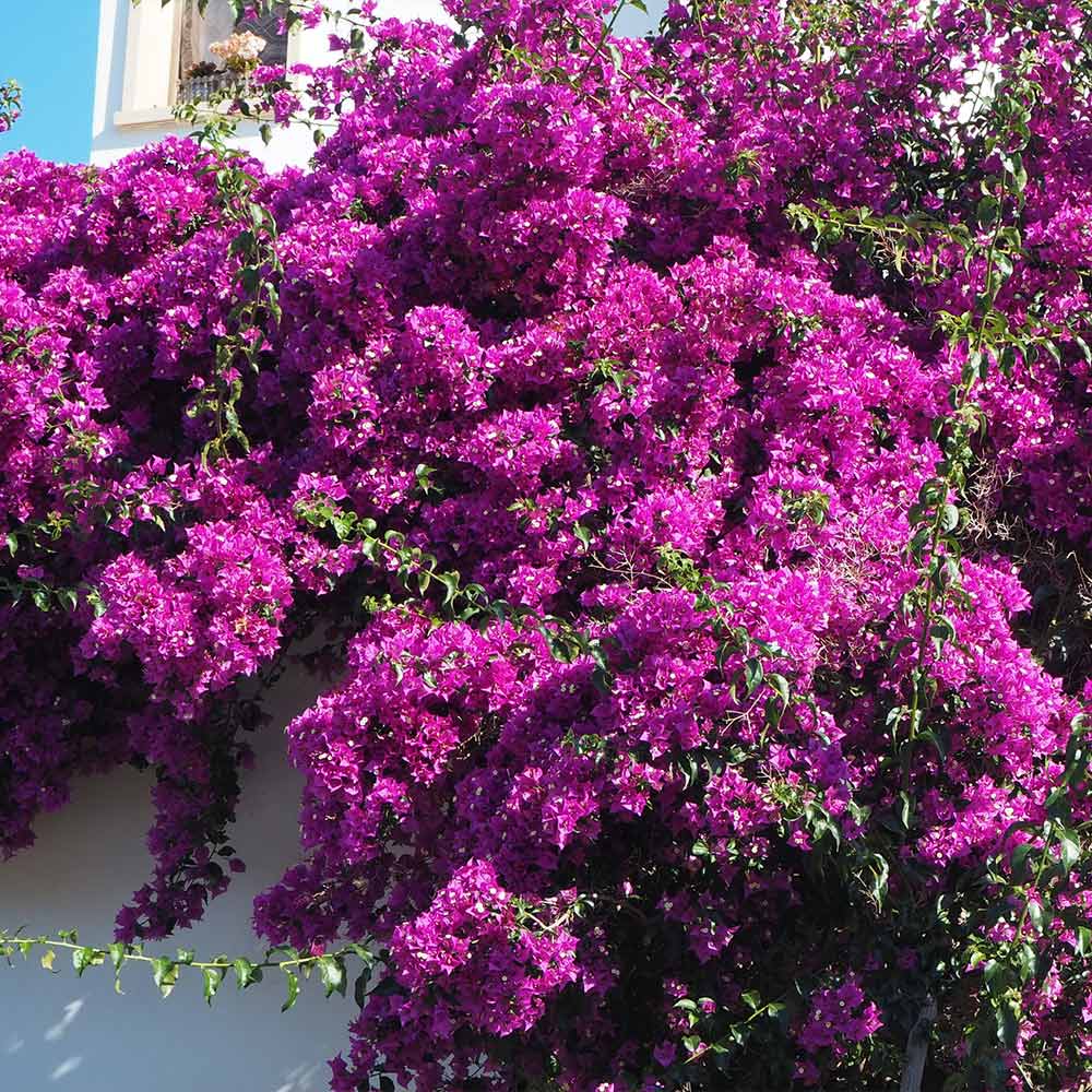 #2 - Majestic Purple Bougainvillea