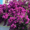 Majestic Purple Bougainvillea