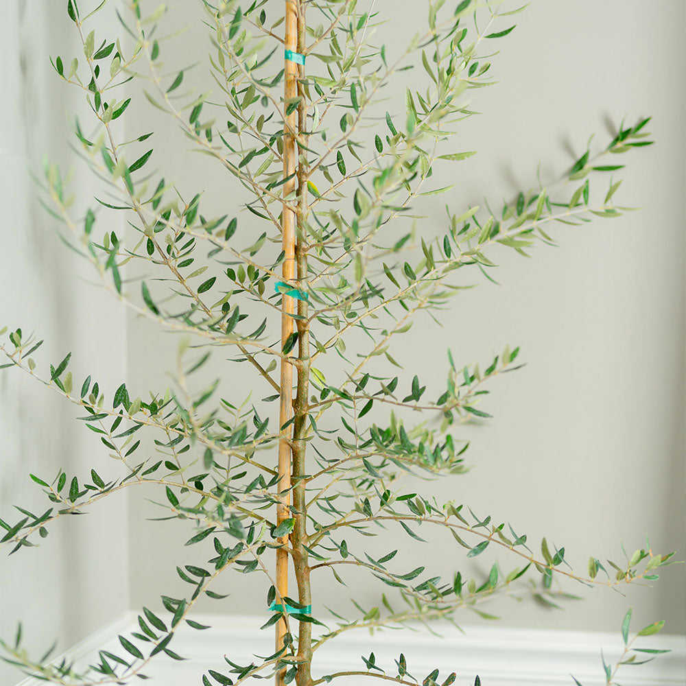 #2 - Manzanillo Olive Tree