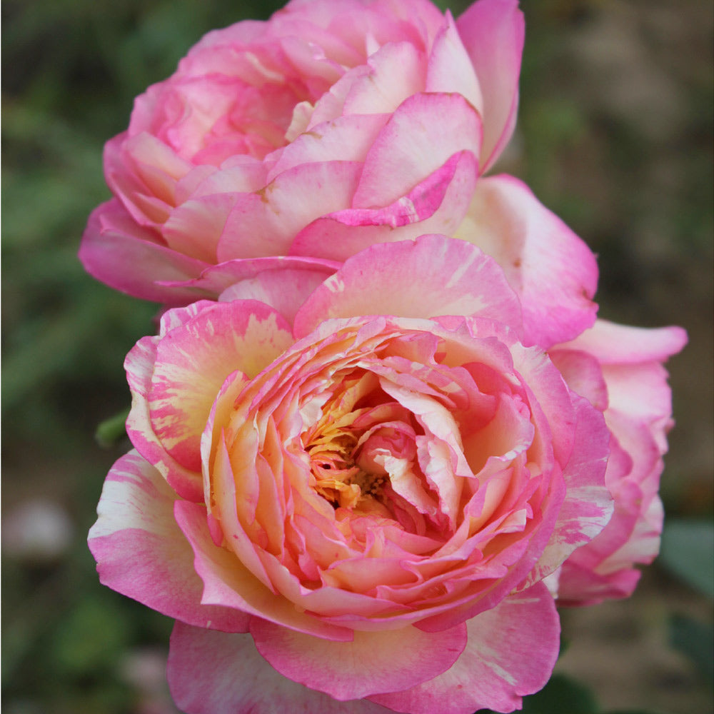 A photo of the Marc Chagall™ Rose