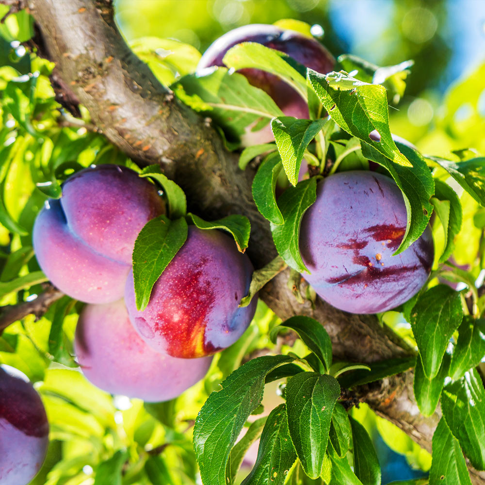 A photo of the Methley Plum Tree