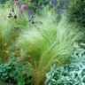 Mexican Feather Grass