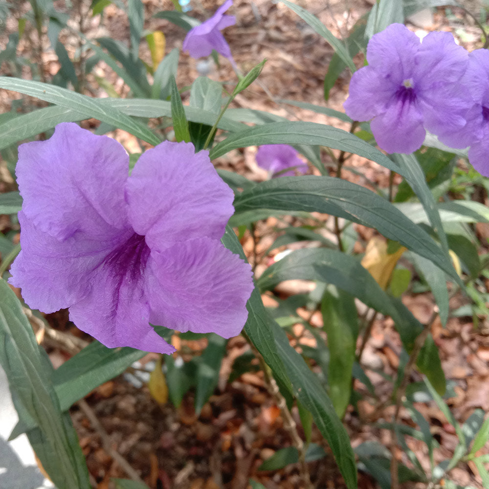 A photo of the Mexican Petunia