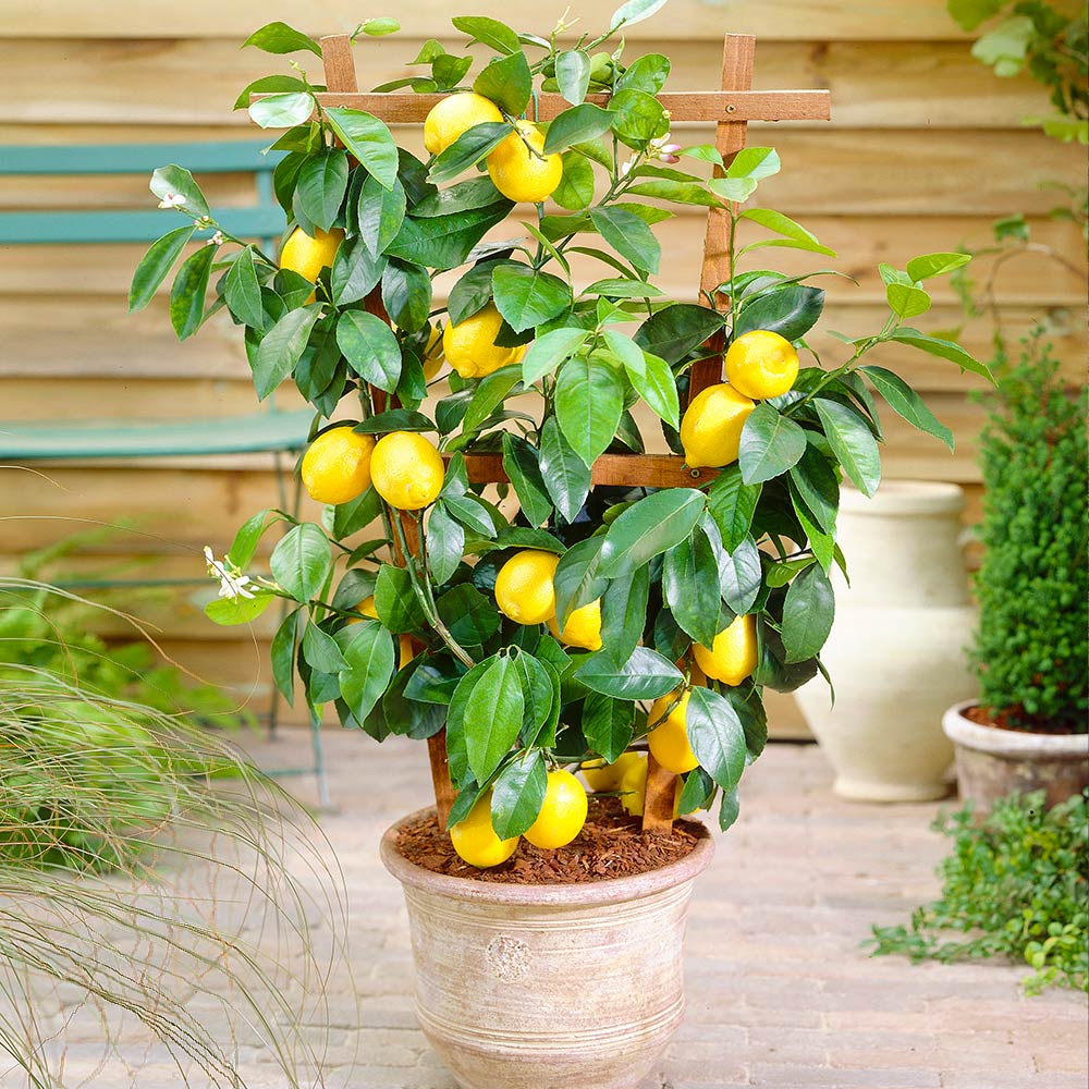 A photo of the Meyer Lemon Bush