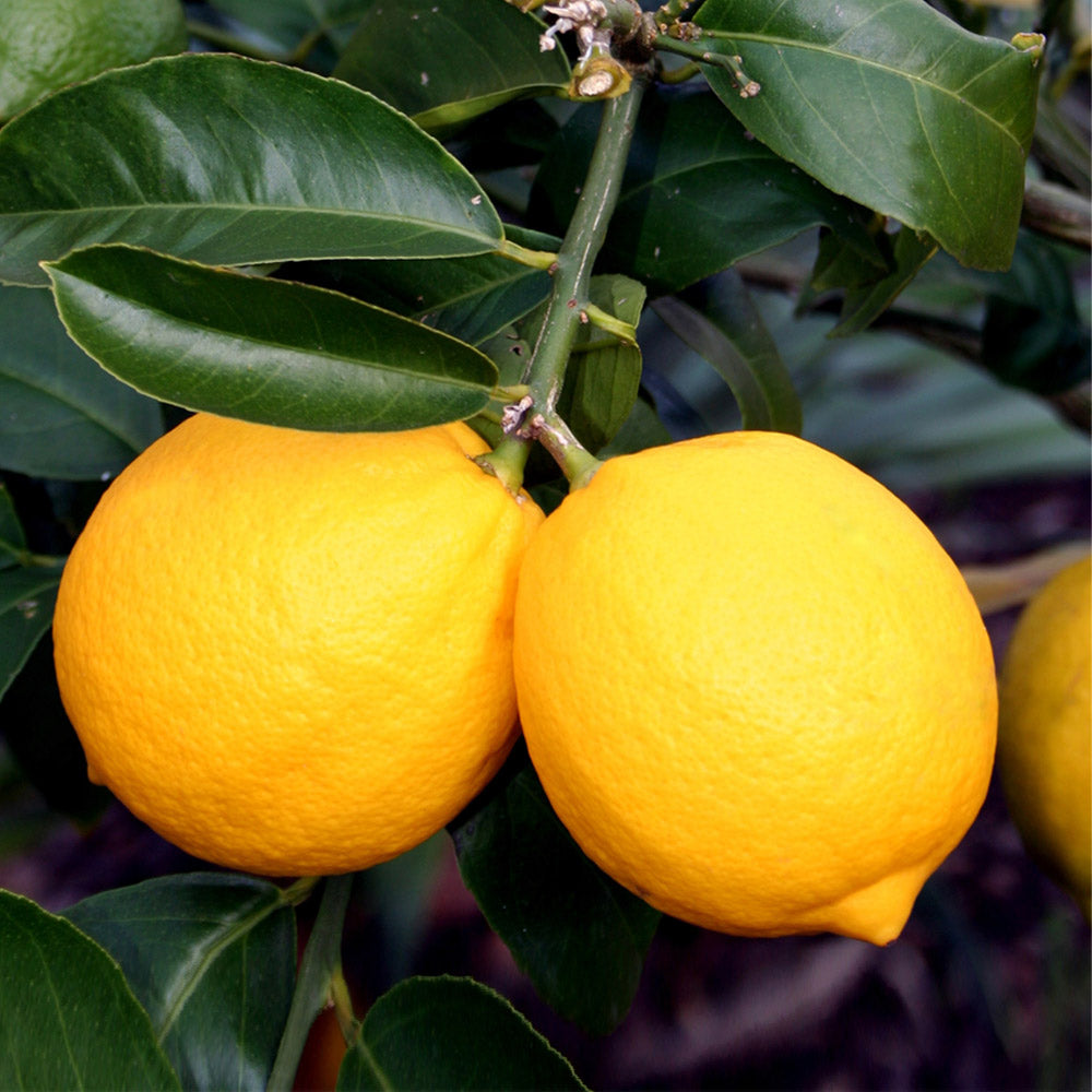 #3 - Meyer Lemon Bush
