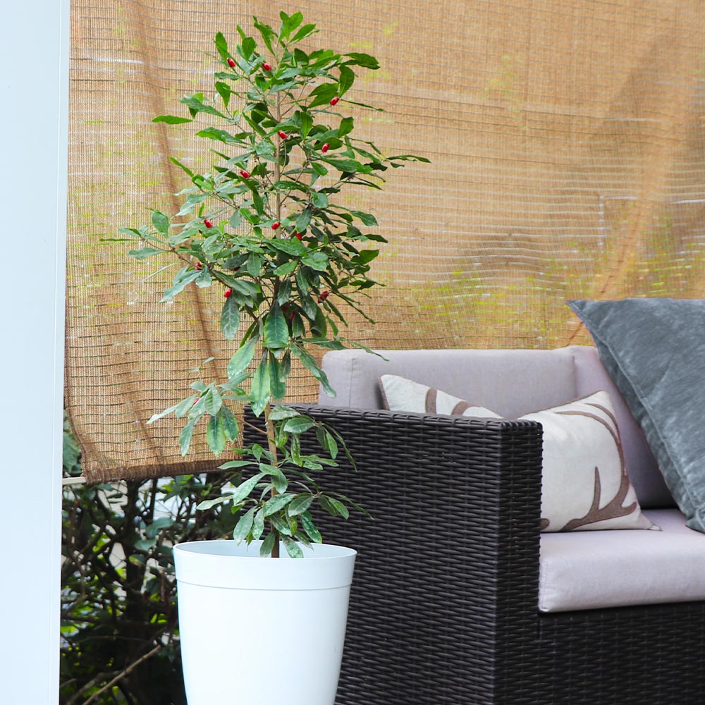 #3 - Miracle Berry Plant