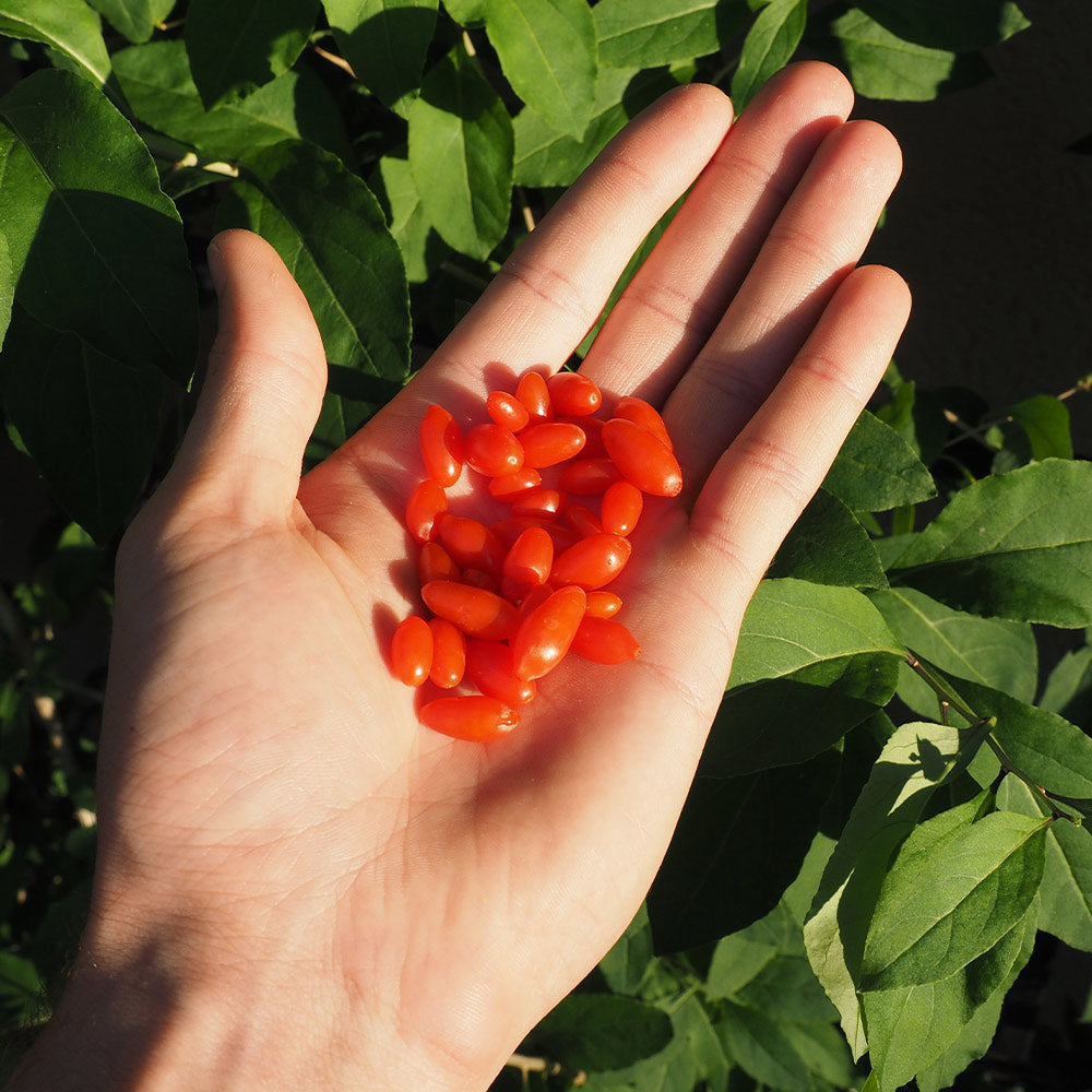 #2 - Miracle Berry Plant