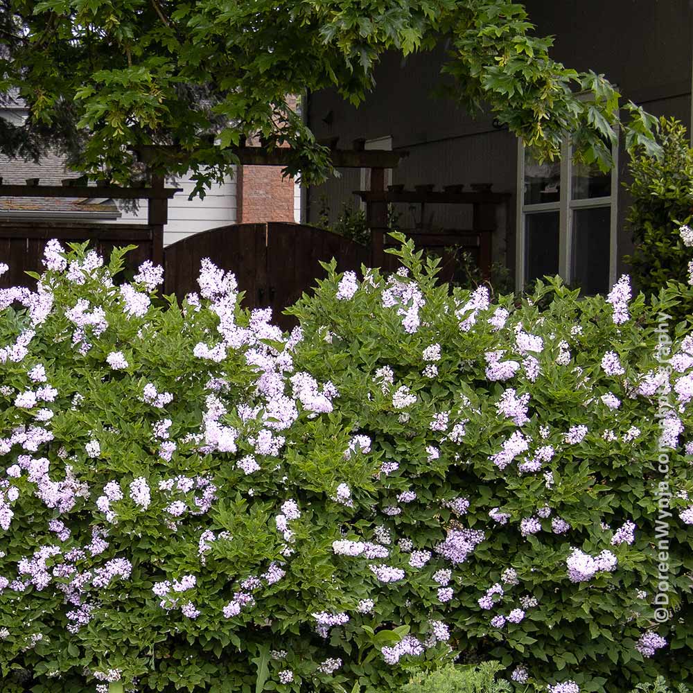 #2 - Miss Kim Lilac Shrub