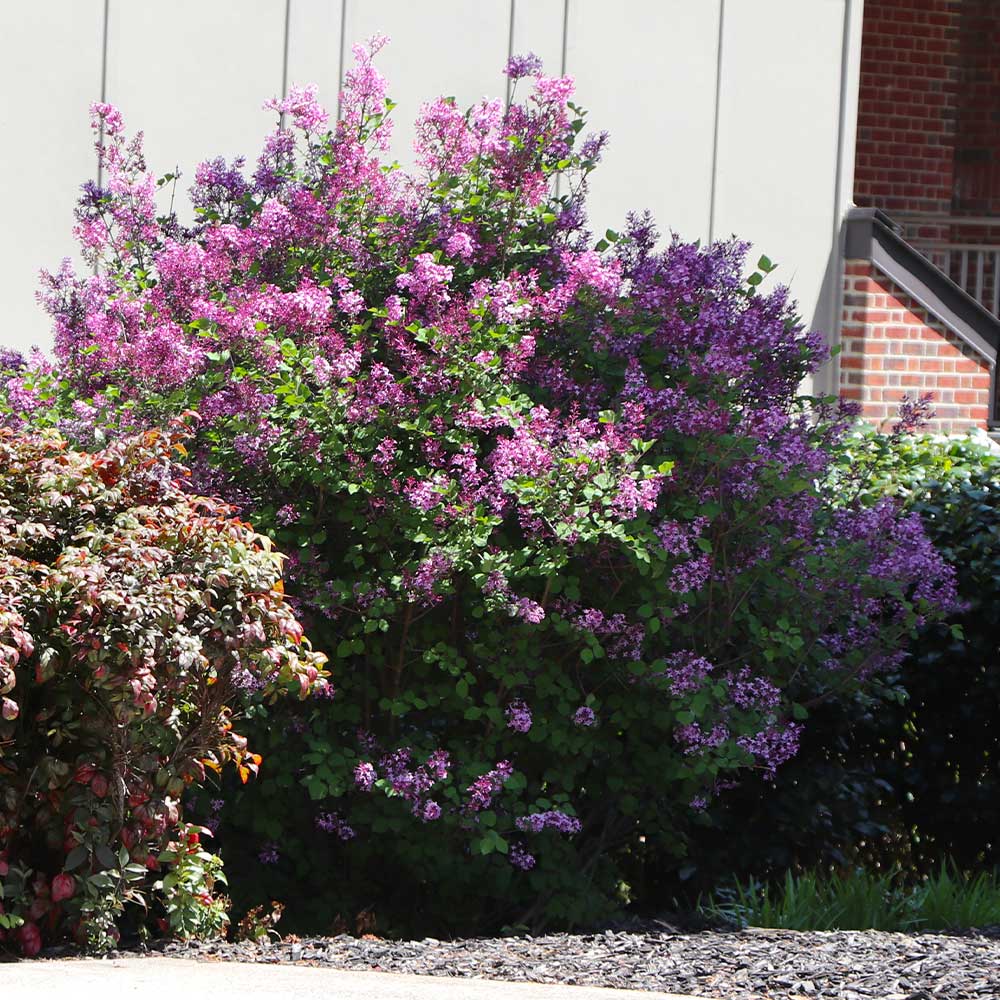 A photo of the Miss Kim Lilac Shrub