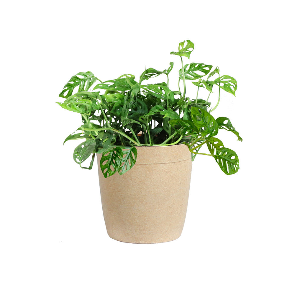 #5 - Monstera Adansonii Plant