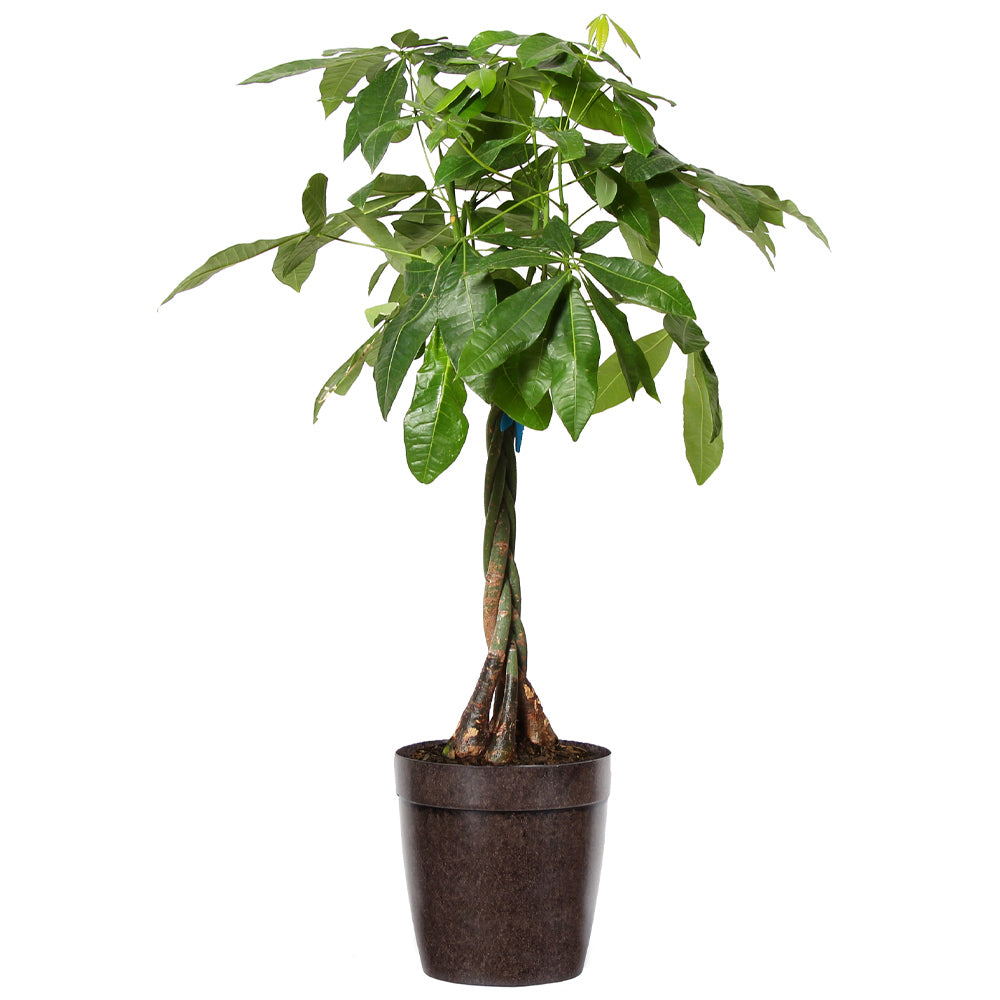 #3 - Money Tree