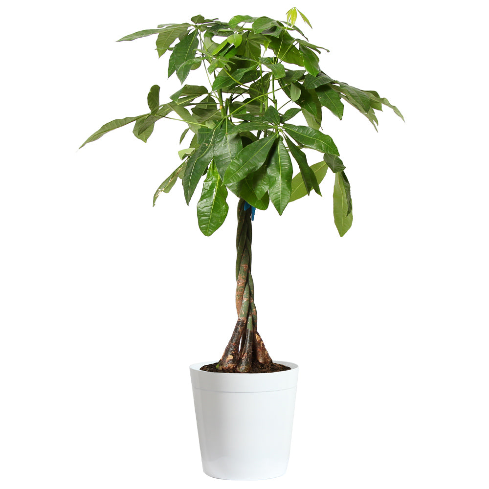 #4 - Money Tree