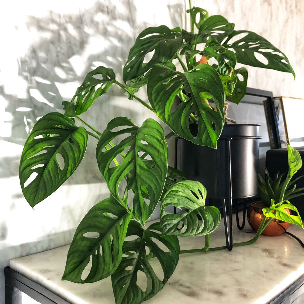 A photo of the Monstera Adansonii Plant