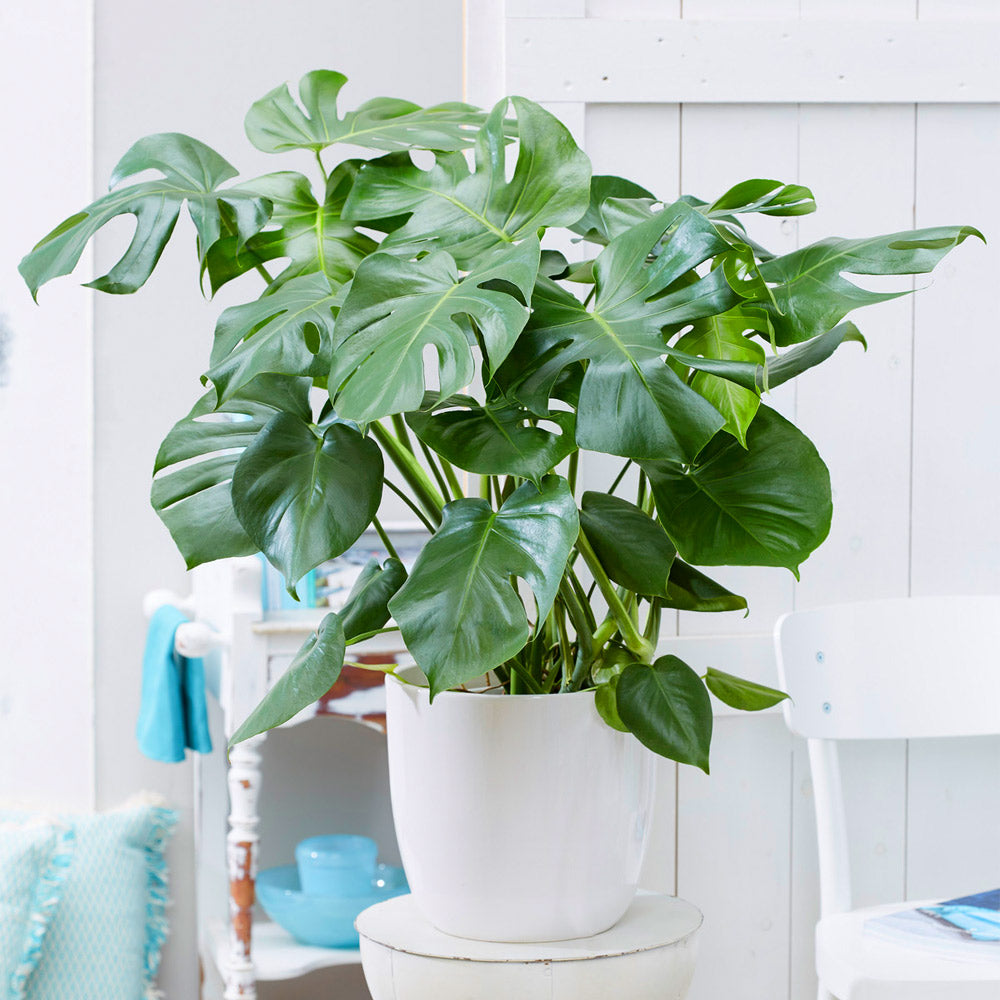 A photo of the Monstera (Swiss Cheese Plant)