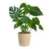 Monstera (Swiss Cheese Plant)