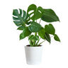Monstera (Swiss Cheese Plant)