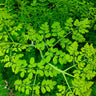 Moringa Tree