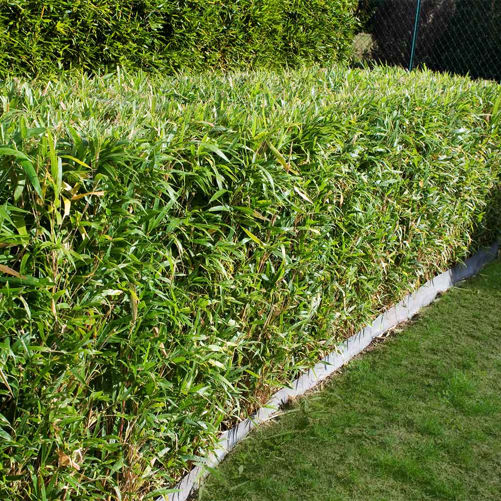#2 - Bamboo Hedge Multiplex