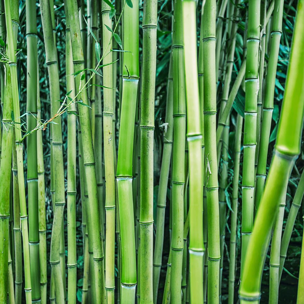 #3 - Bamboo Hedge Multiplex