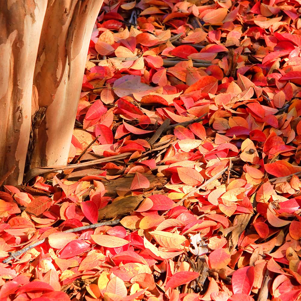 #6 - Muskogee Crape Myrtle Tree