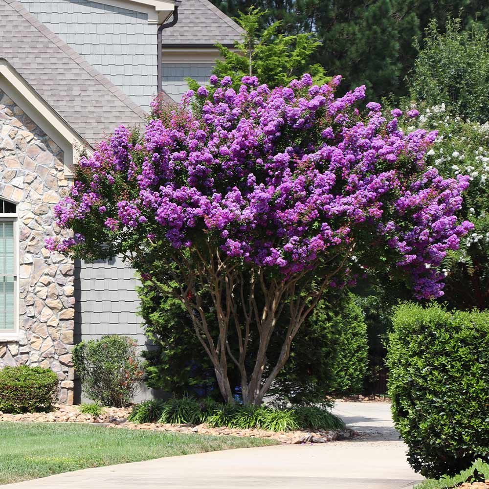 #3 - Muskogee Crape Myrtle Tree