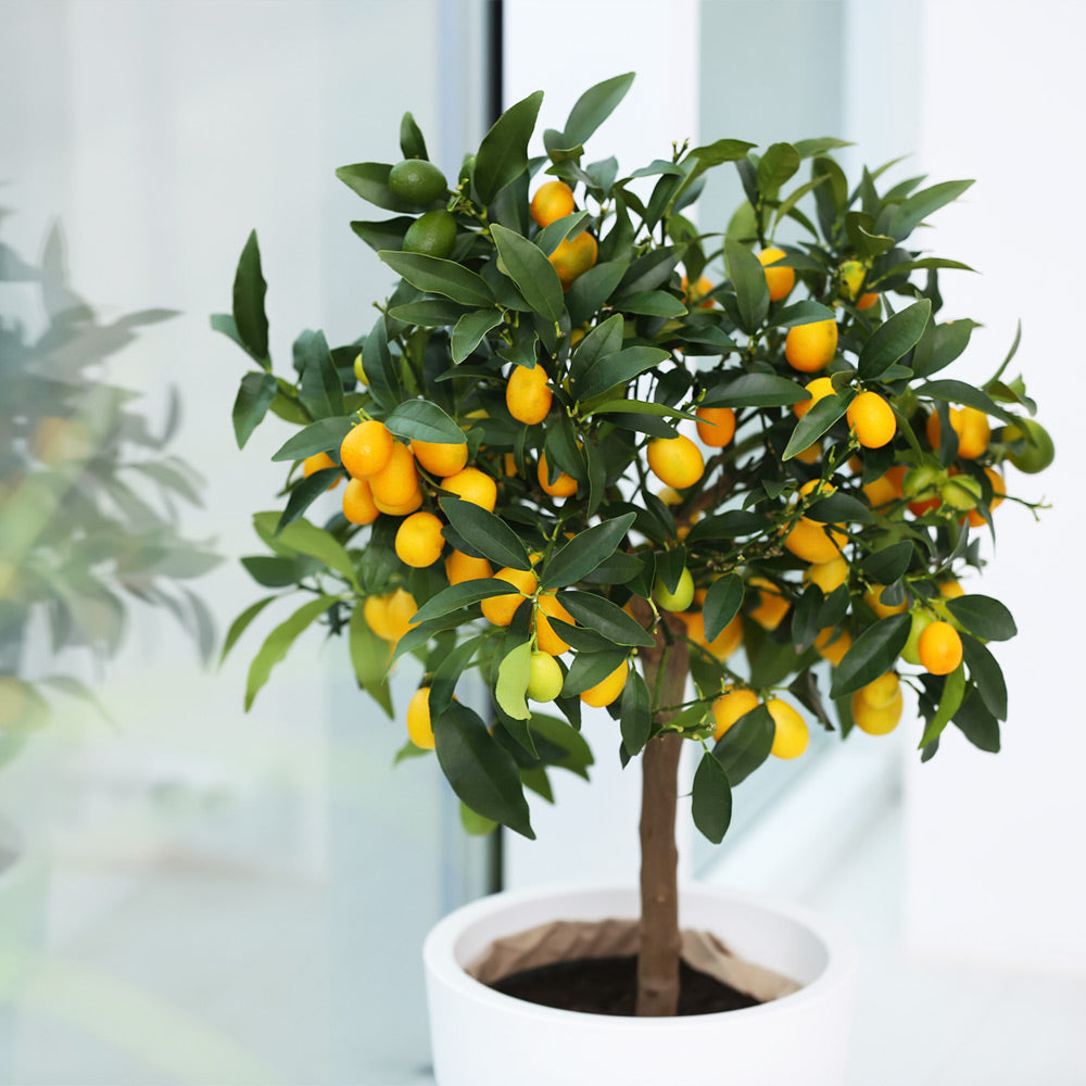 #3 - Nagami Kumquat Tree
