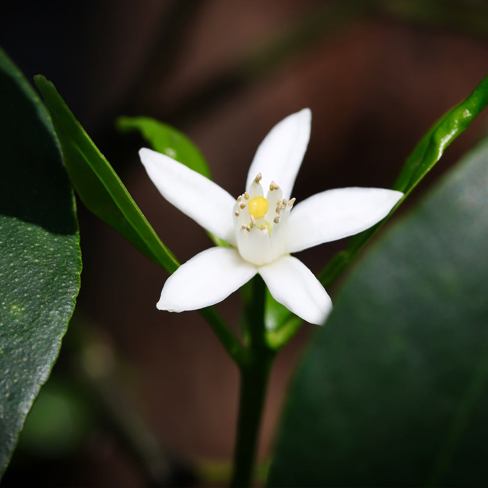 #5 - Nagami Kumquat Tree