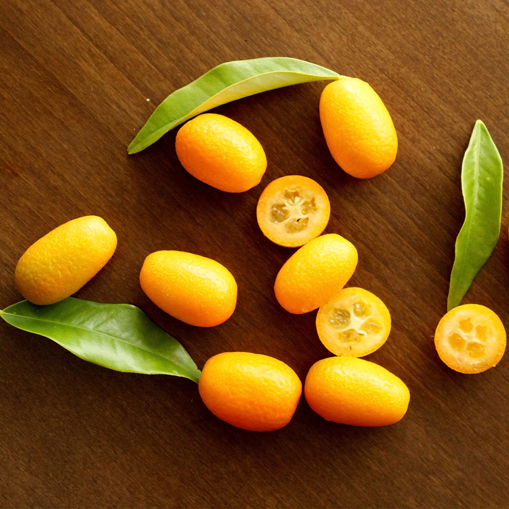 #4 - Nagami Kumquat Tree