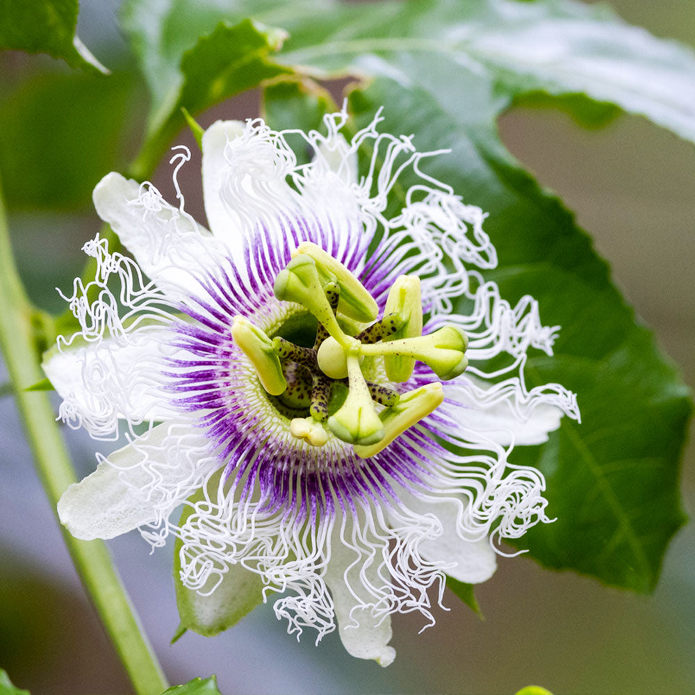 A photo of the Nancy Garrison Passion Fruit Vine
