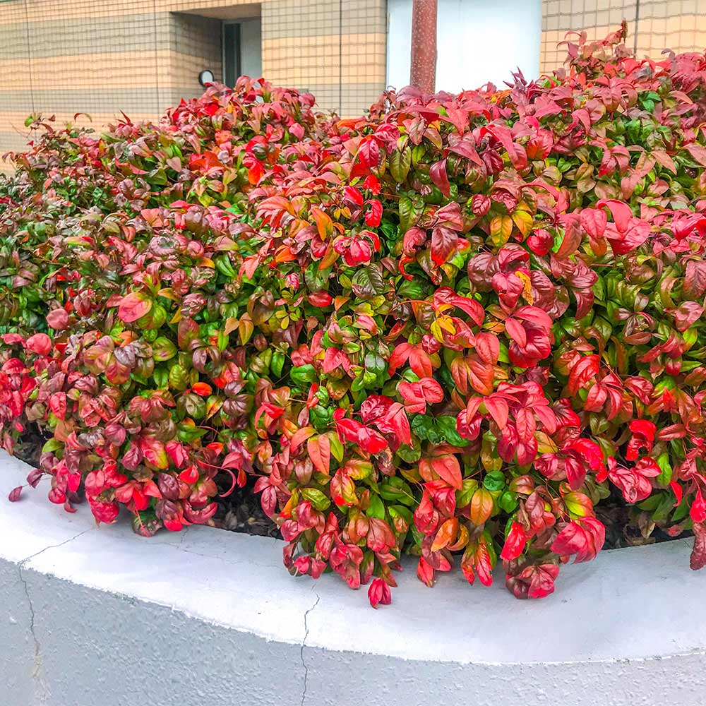 A photo of the Fire Power Nandina Shrub
