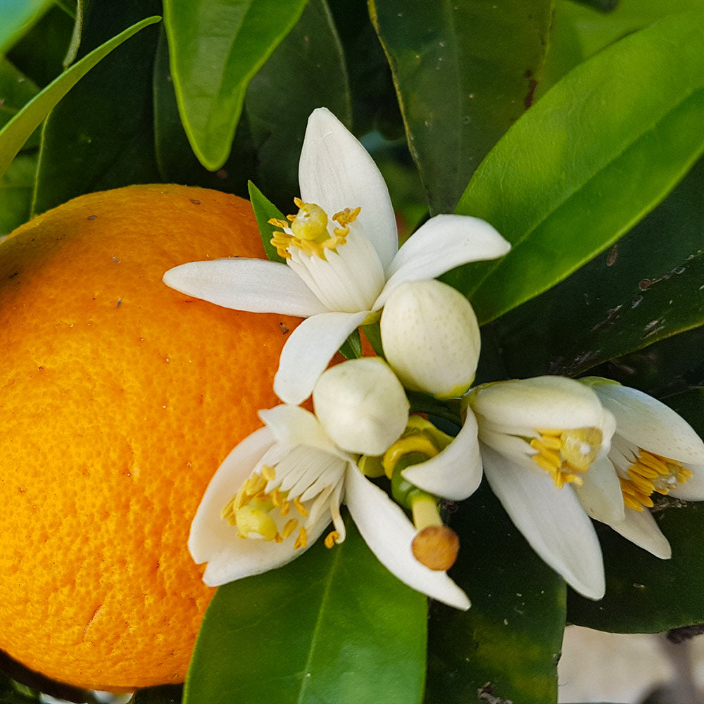 #3 - Navel Orange Tree