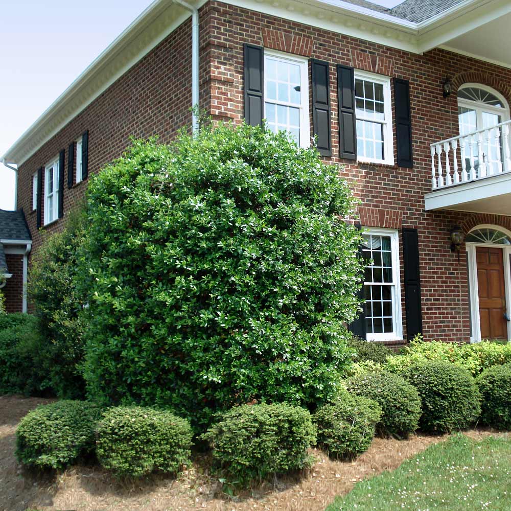 #5 - Nellie Stevens Holly Tree