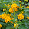 New Gold Lantana