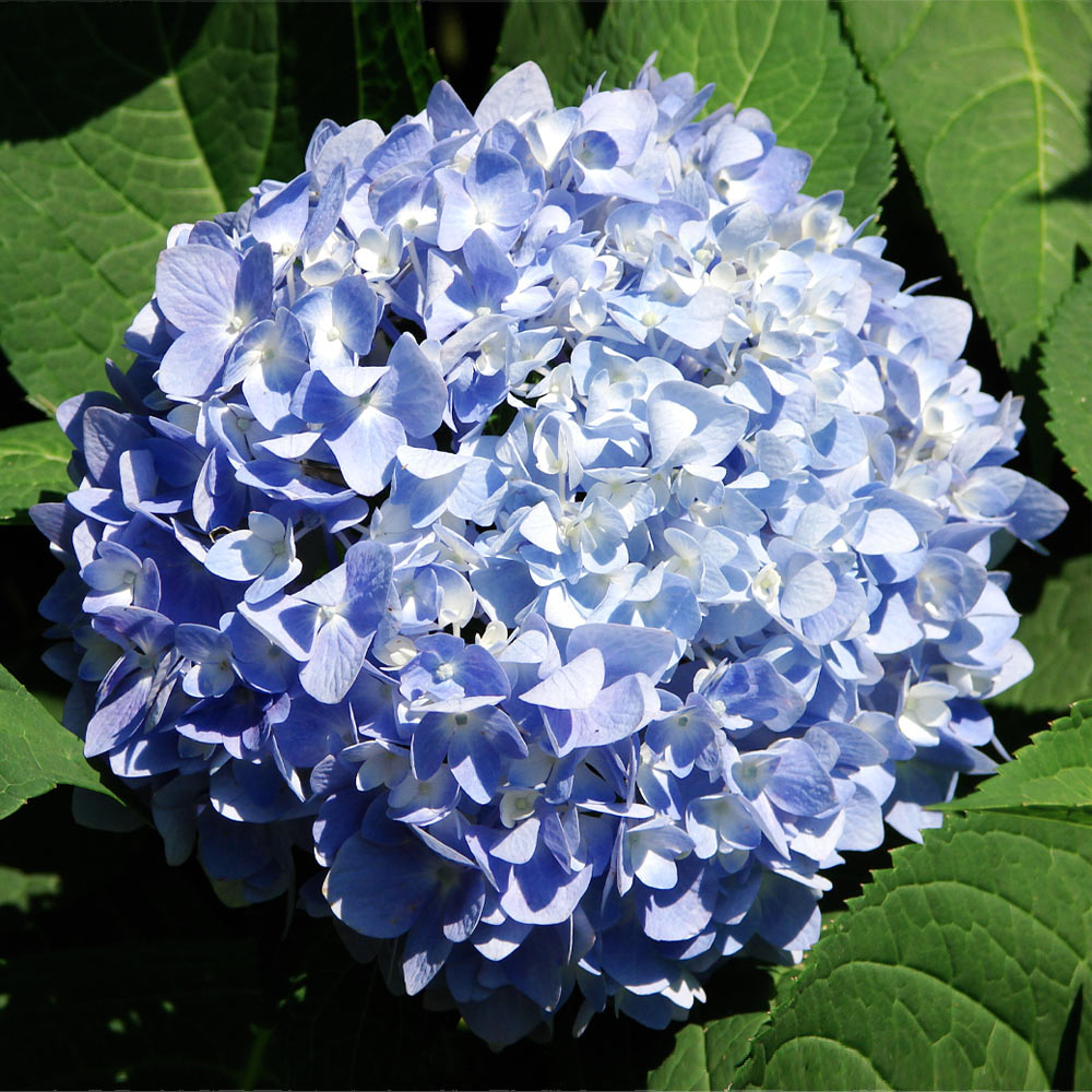 #2 - Nikko Blue Hydrangea Shrub