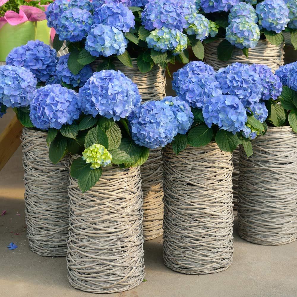 #3 - Nikko Blue Hydrangea Shrub