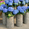 Nikko Blue Hydrangea Shrub