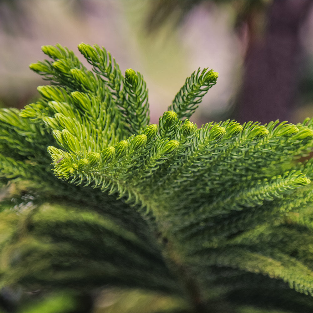 #3 - Norfolk Island Pine Tree