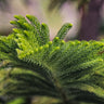 Norfolk Island Pine Tree
