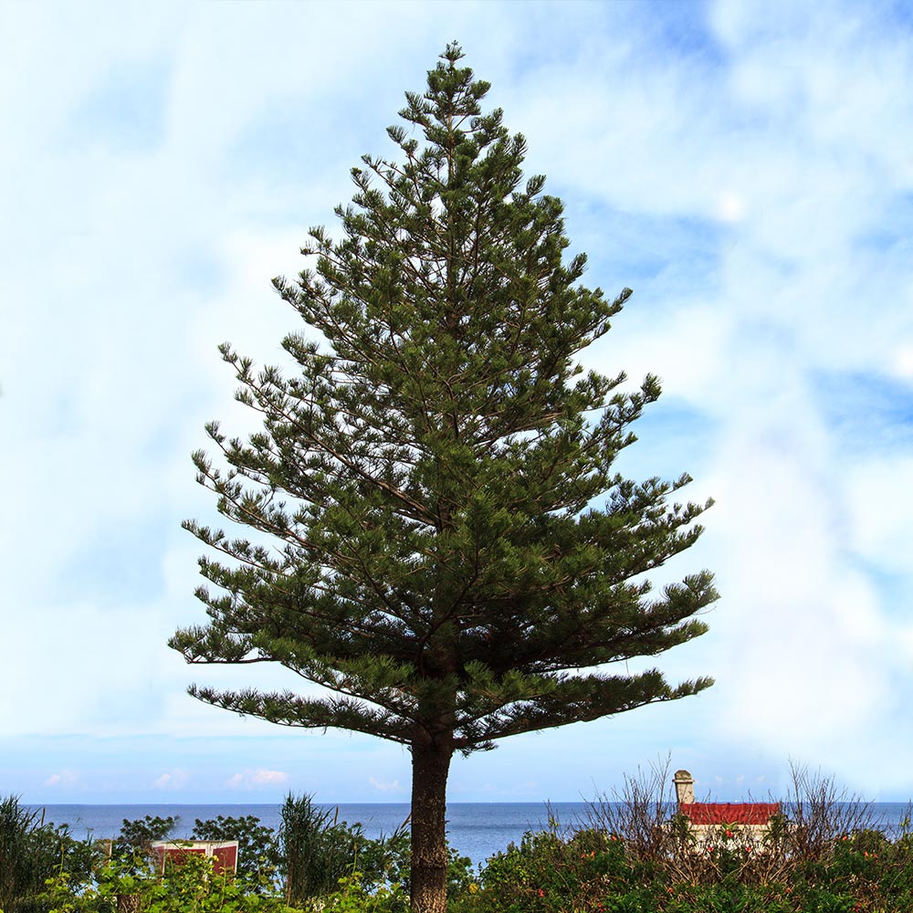 #2 - Norfolk Island Pine Tree
