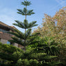 Norfolk Island Pine Tree