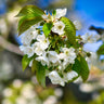 Dwarf North Star Cherry Tree