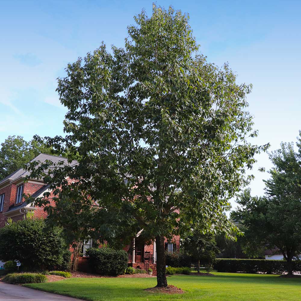 #2 - Northern Red Oak Tree