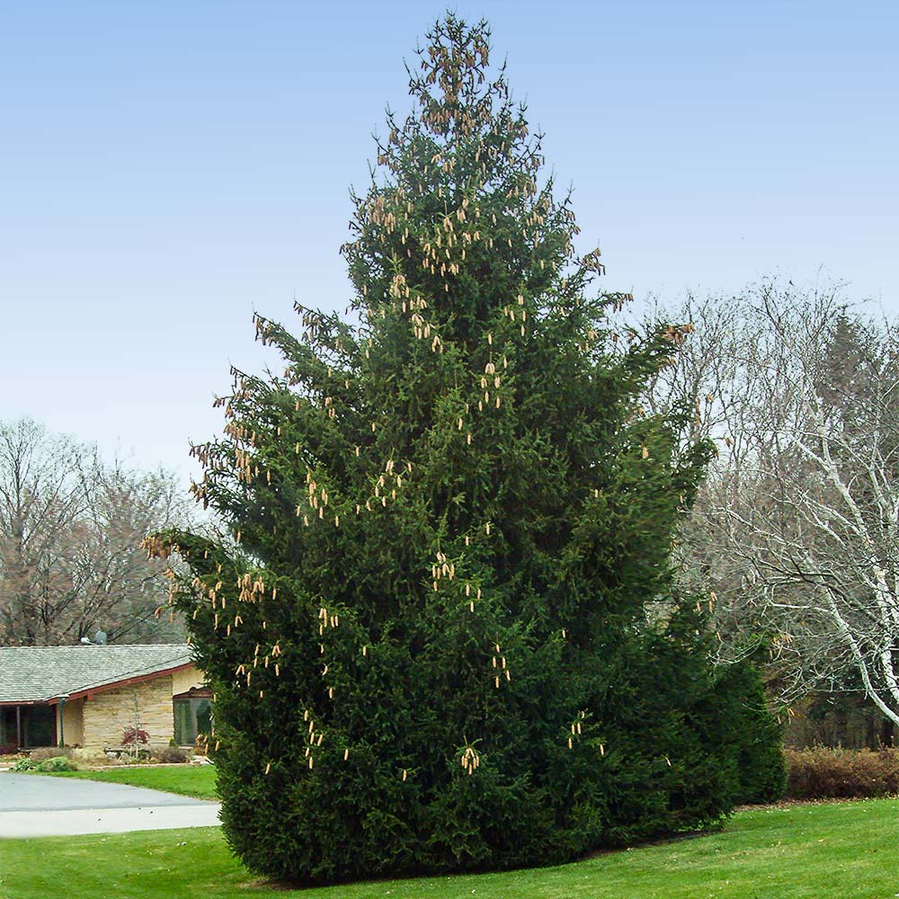 A photo of the Norway Spruce Tree